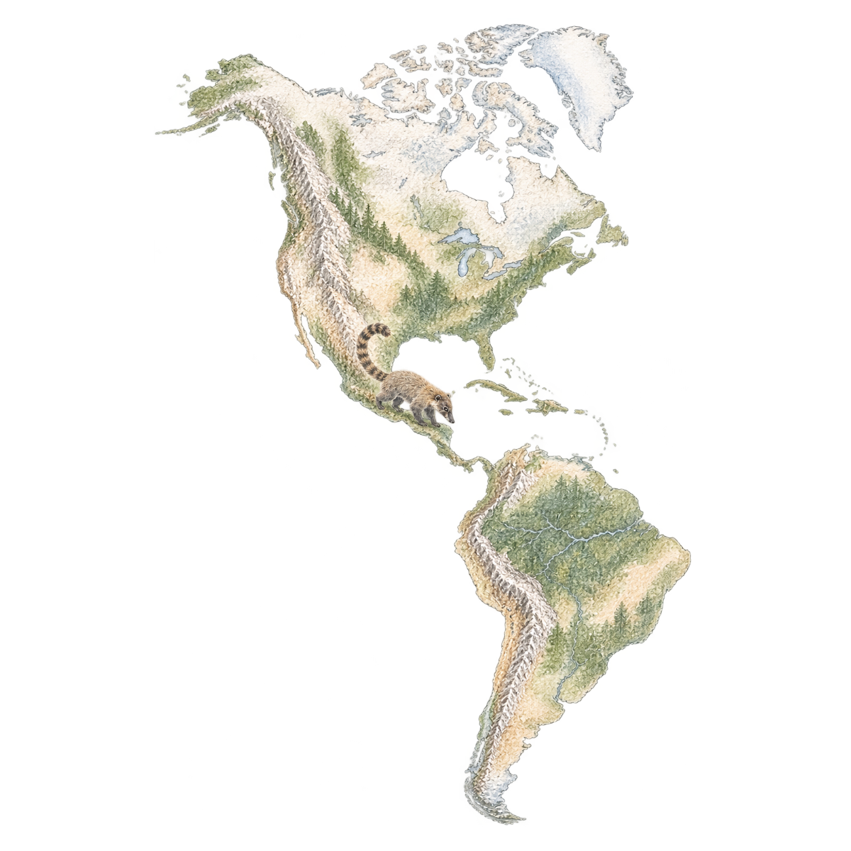 Watercolor-style map of the Americas showing a coati crossing Central America